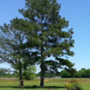 Meet your Posher, Vincent